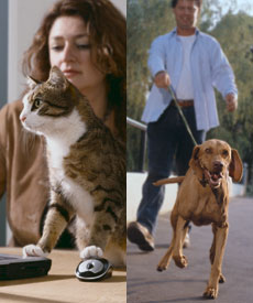 Diabetes u kočky a psa